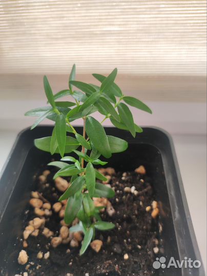 Миртовое дерево