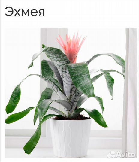 Эхмея