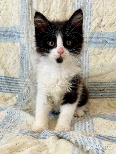 Котенок
