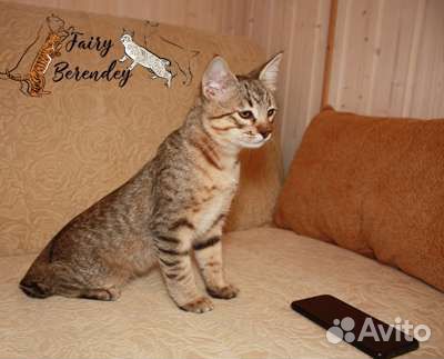 Котенок породы пиксибоб