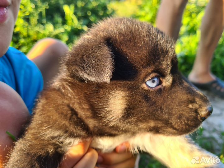 Щенки хаски бесплатно