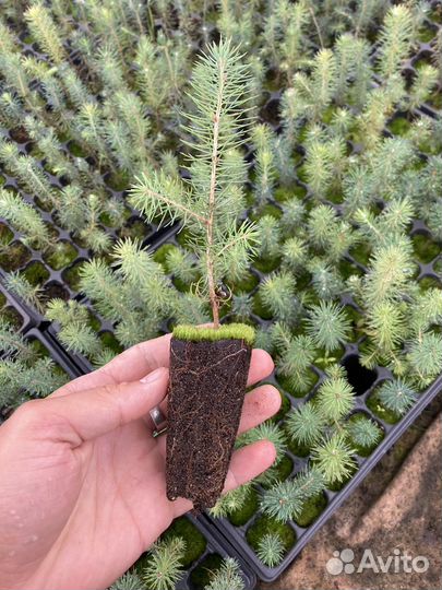 Сеянцы ели зкс