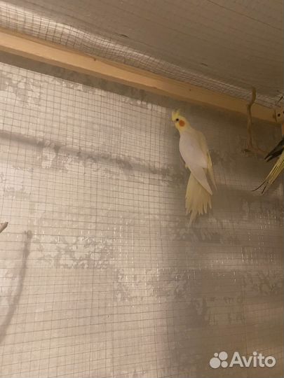 Попугай корелла птенец