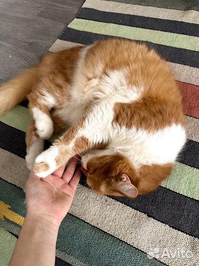 Крупный ласковый кот ищет дом