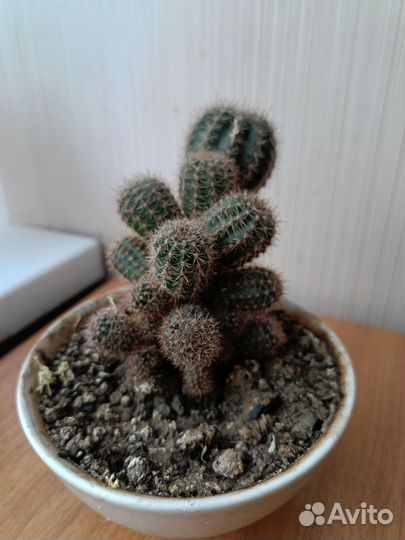 Кактус цветущий