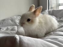 Кролик мини карликовый породистый декоративный
