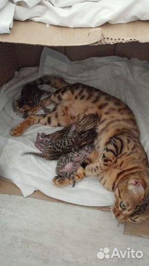 Бенгальская