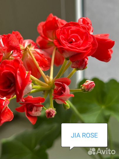 Пеларгония герань