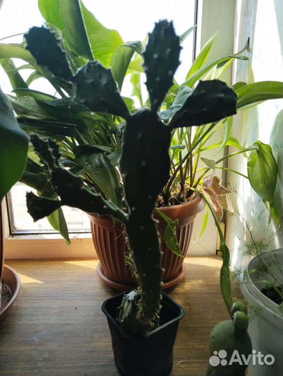 Кактус опунция