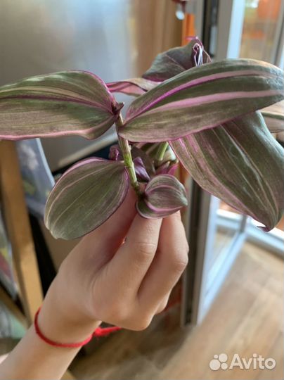 Традесканции, герань, сингониум