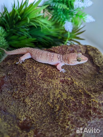 Hemidactylus triedrus (Пoлупaлыe гекконы)
