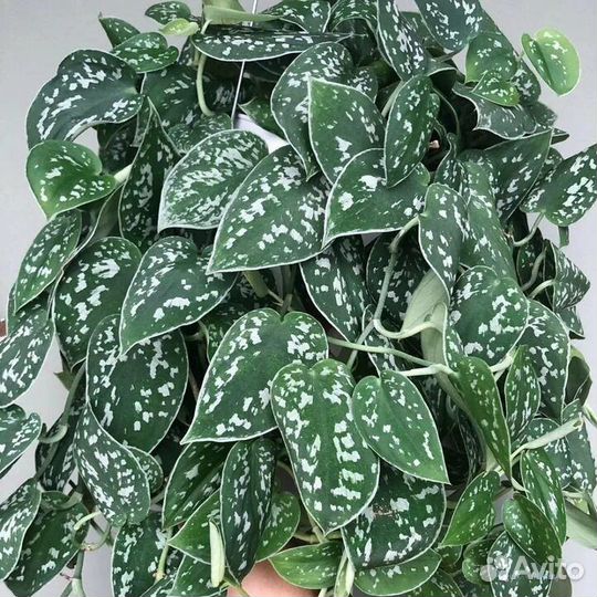 Сциндаптусы сортовые