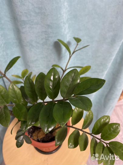 Замиокулькас