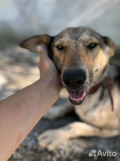 Очень ласковая собака