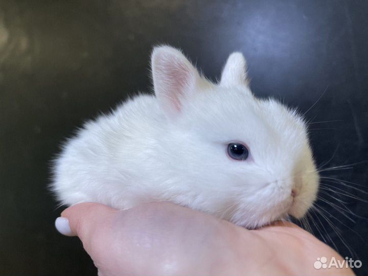 Продажа карликовых кроликов