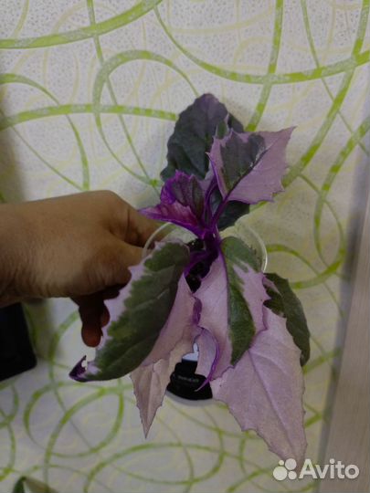 Гинура вариегатная