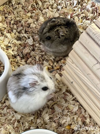 Джунгарский хомяк