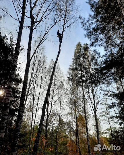 Удаление (спил) деревьев и измельчение пней
