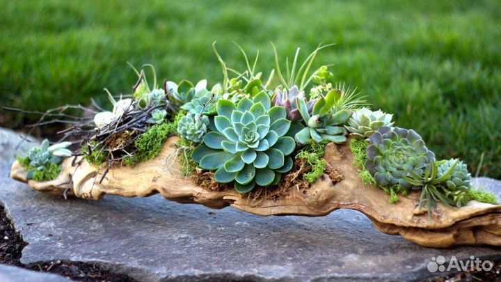 Флорариум из коряги