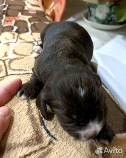 Бронирование щенков