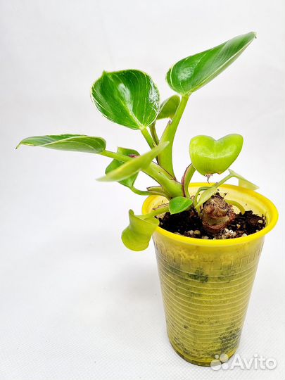 Филодендрон биркин