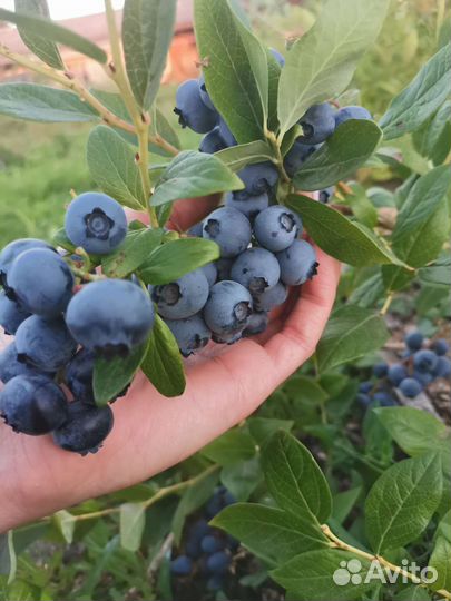 Саженцы голубики