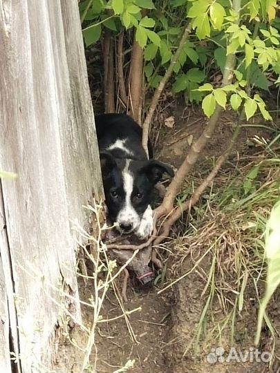 Щенки дворняжки в добрые руки