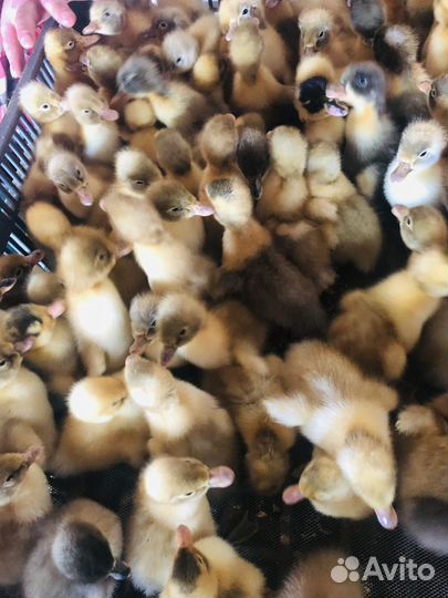 Утка фаворит суточная