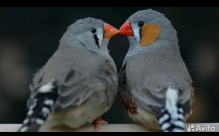 Зебровые амадины