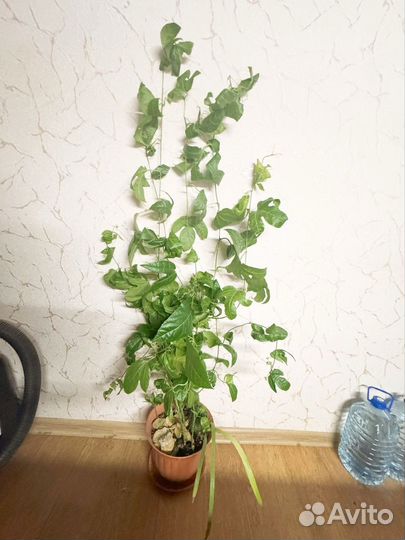 Маракуйя (Пассифлора)