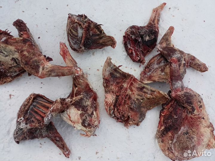 Продам мясо,на корм животным, 200р за килограм