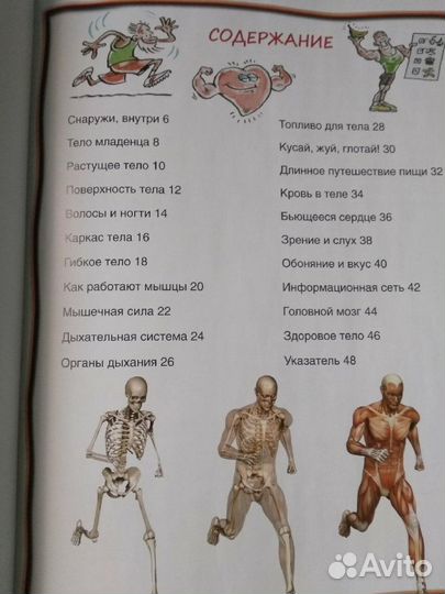 Тело человека 100 фактов