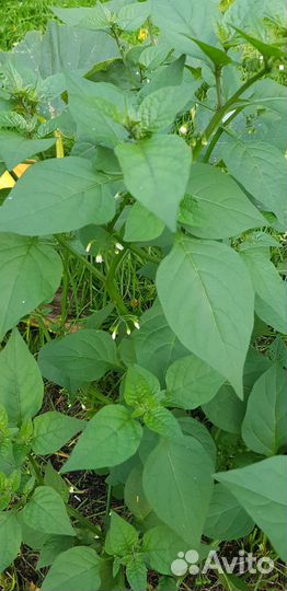Санберри, Solanum retroflexumDunal