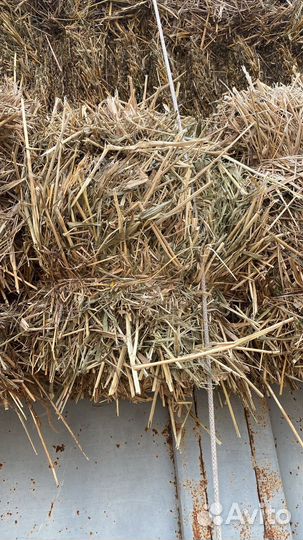 Солома пшеничная