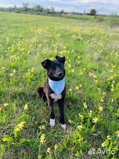 Собачка в добрые руки