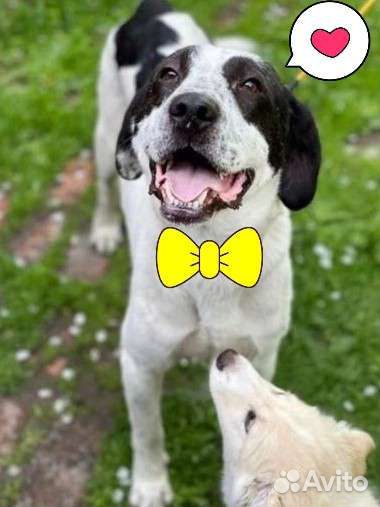 Собака в добрые руки