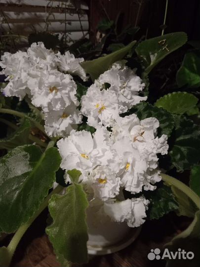 Фиалки сортовые и простые