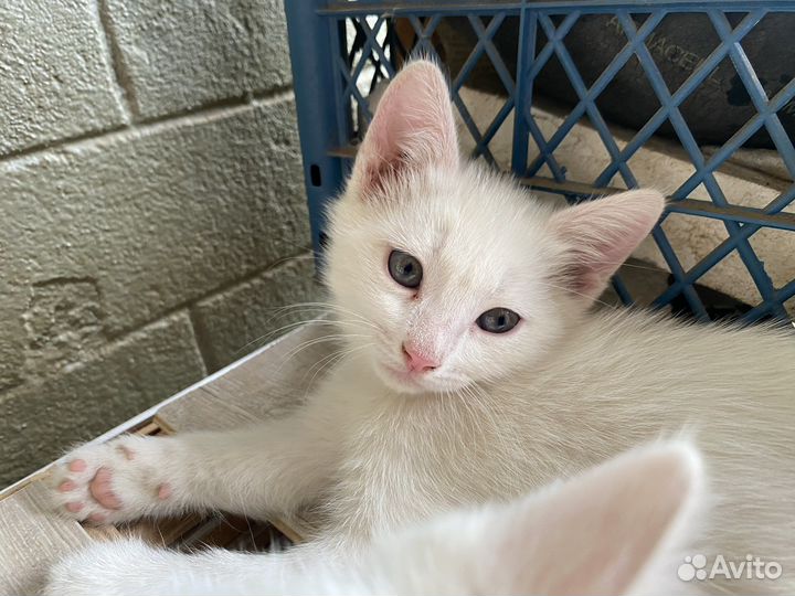 Отдам котенка (девочка) в добрые руки