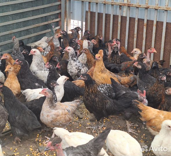Куры молодки