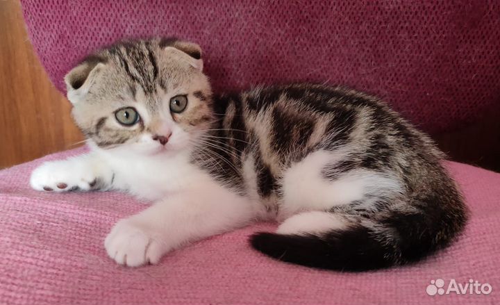 Шотландские котята