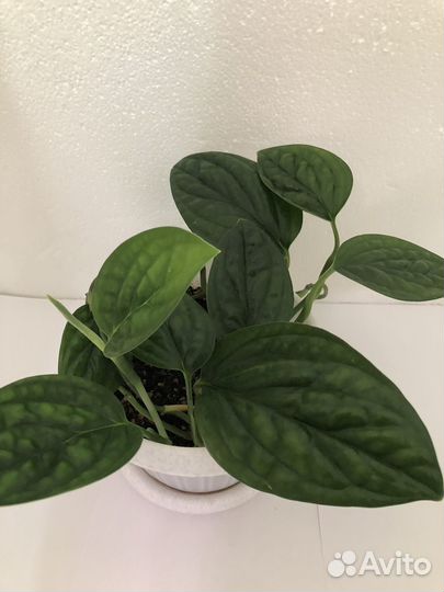 Сциндапсусы,эпипремнумы,сансевиерия