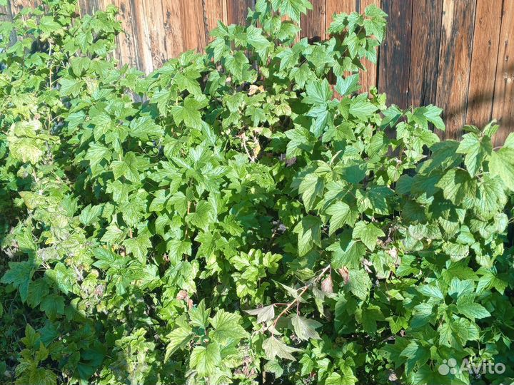 Саженцы смородины, крыжовника, жимолости