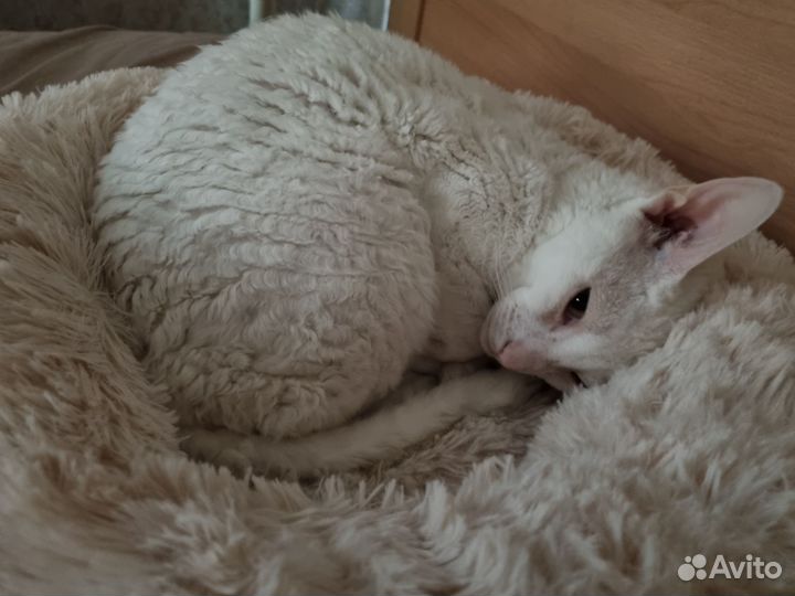 Отдам в добрые руки кошку стерилизованную