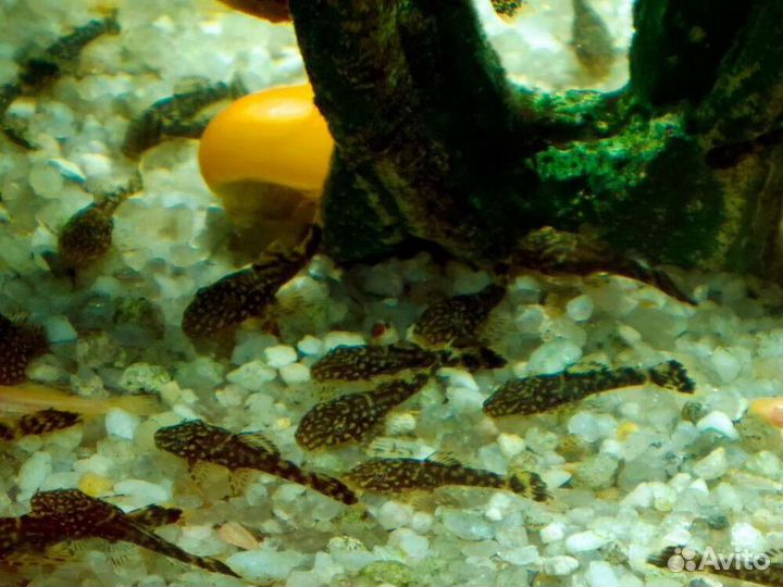 Хромис красавец пара.улитки,грунт