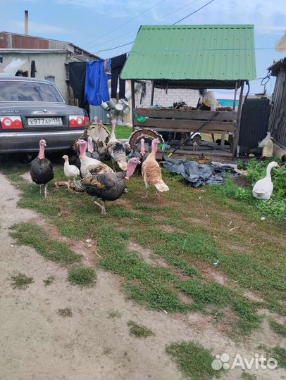 Индюки домашнее