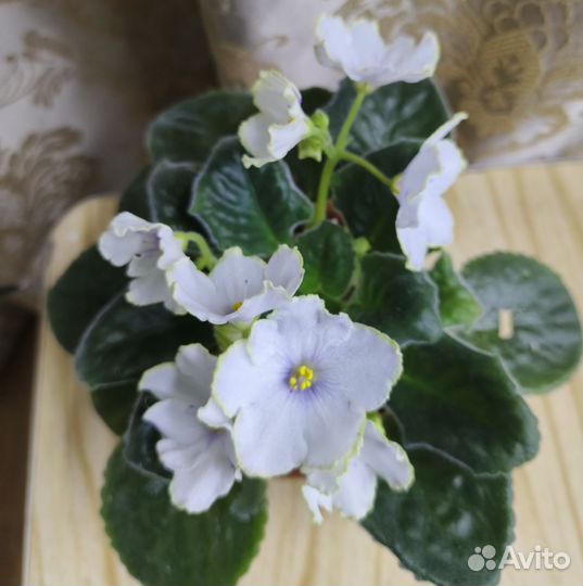 Цветущие фиалки