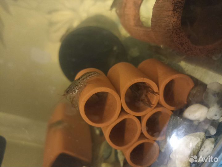 Мраморный рак