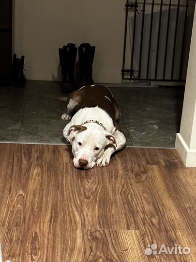 Питбультерьер в добрые руки