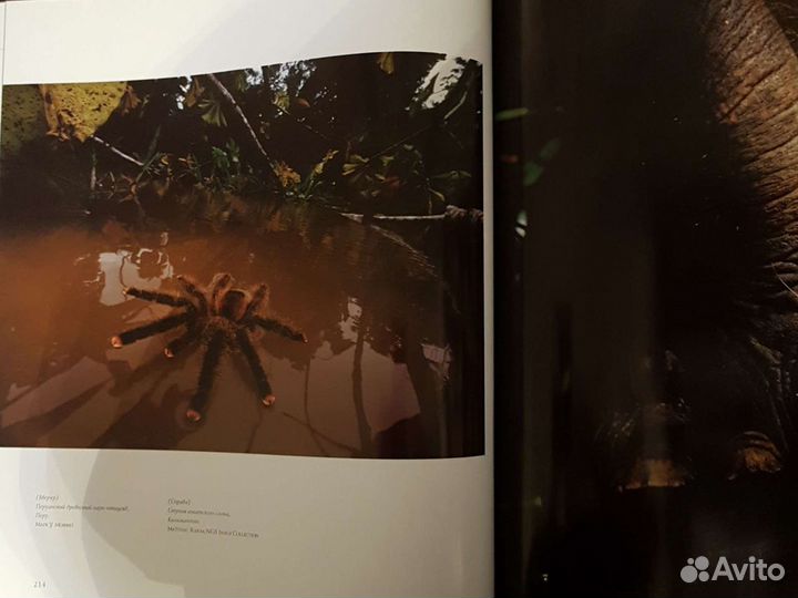 Джон Митчелл Уникальные фотографии живой природы