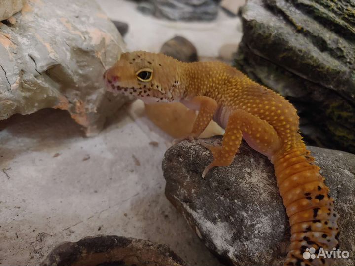 Эублефар самец и самка